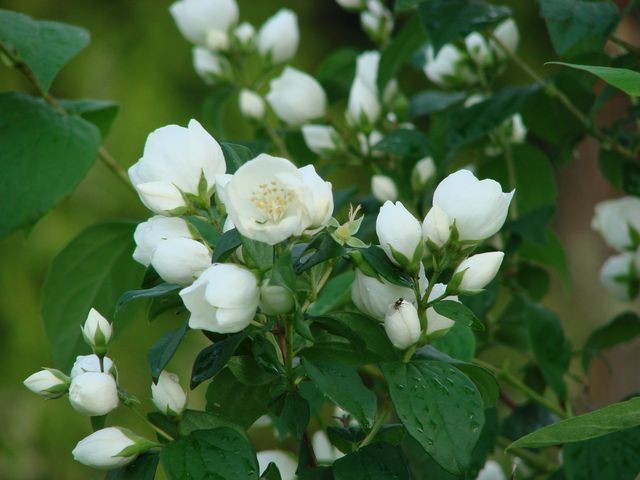 jasmin